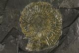 Dactylioceras Ammonite Cluster - Posidonia Shale, Germany #180355-1